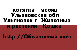 котятки 1 месяц - Ульяновская обл., Ульяновск г. Животные и растения » Кошки   